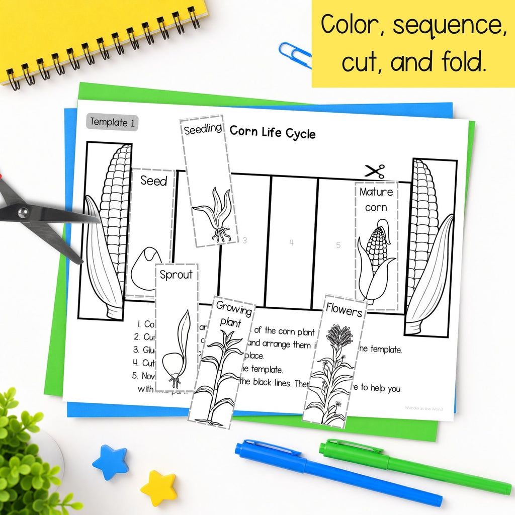 Life cycle of a corn plant sequence and fold science craft activity