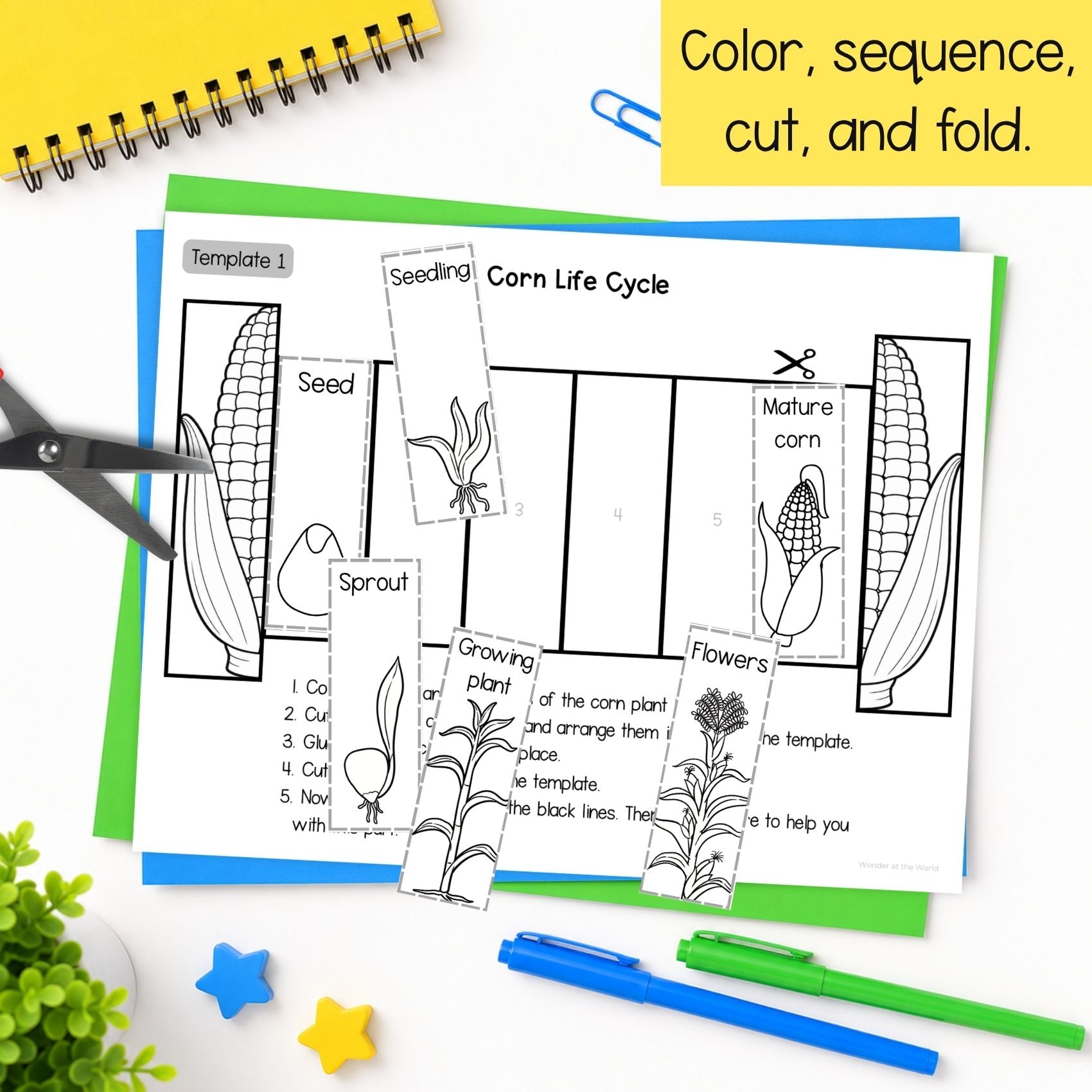 Life cycle of a corn plant sequence and fold science craft activity