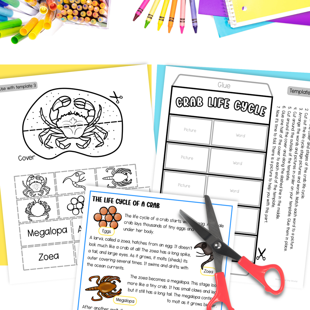 Life cycle of a crab sequence and fold science craft activity