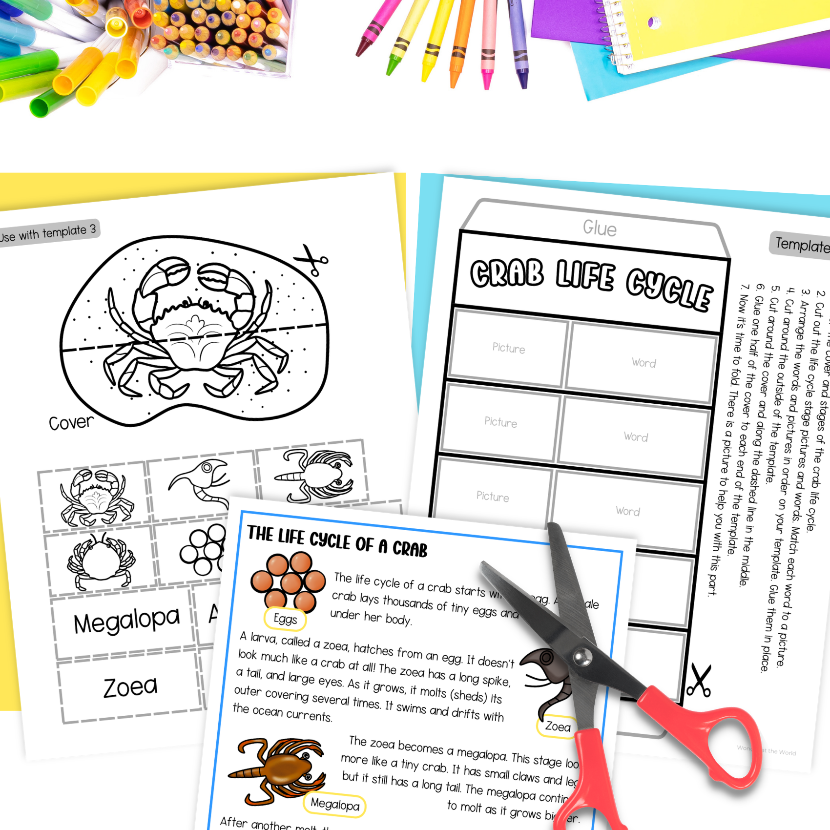 Life cycle of a crab sequence and fold science craft activity