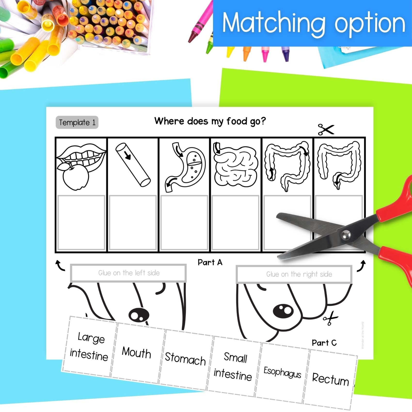 The digestive system sequence and fold science craft activity - poop