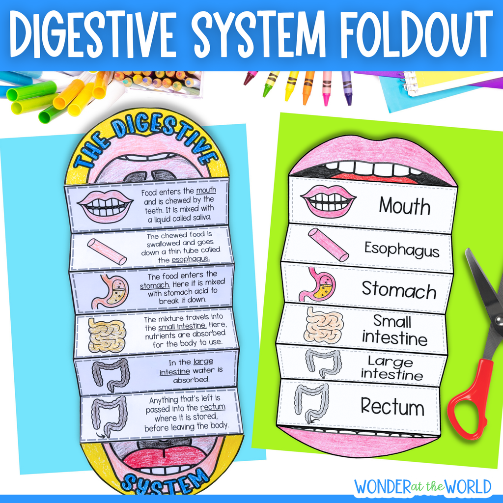 The digestive system sequence and fold science craft activity - mouth