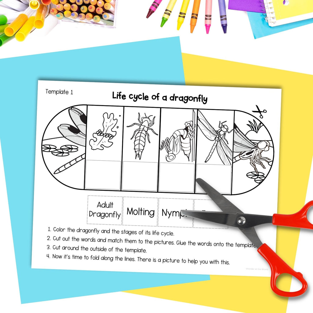 Dragonfly life cycle sequence and fold science craft activity