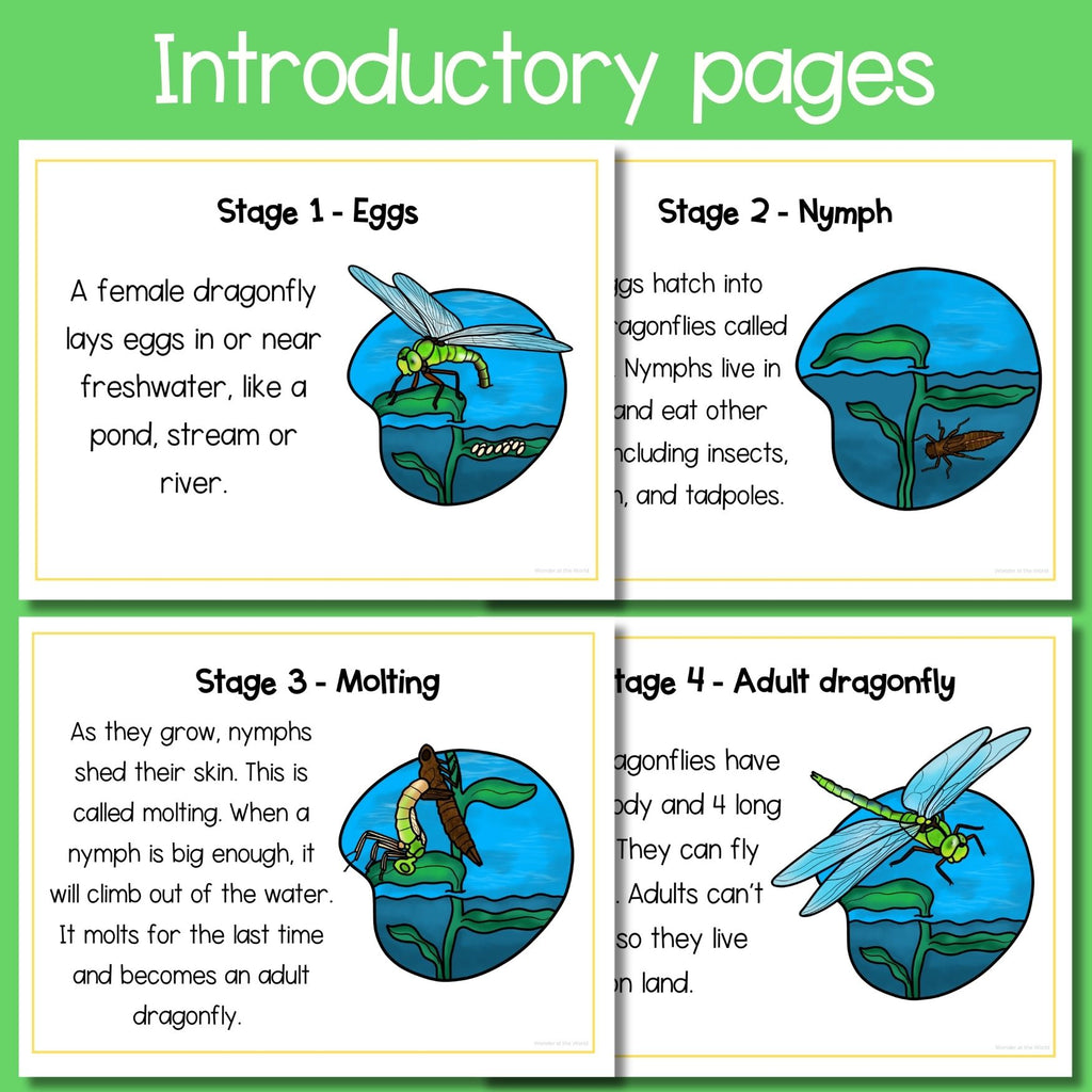 Dragonfly life cycle sequence and fold science craft activity