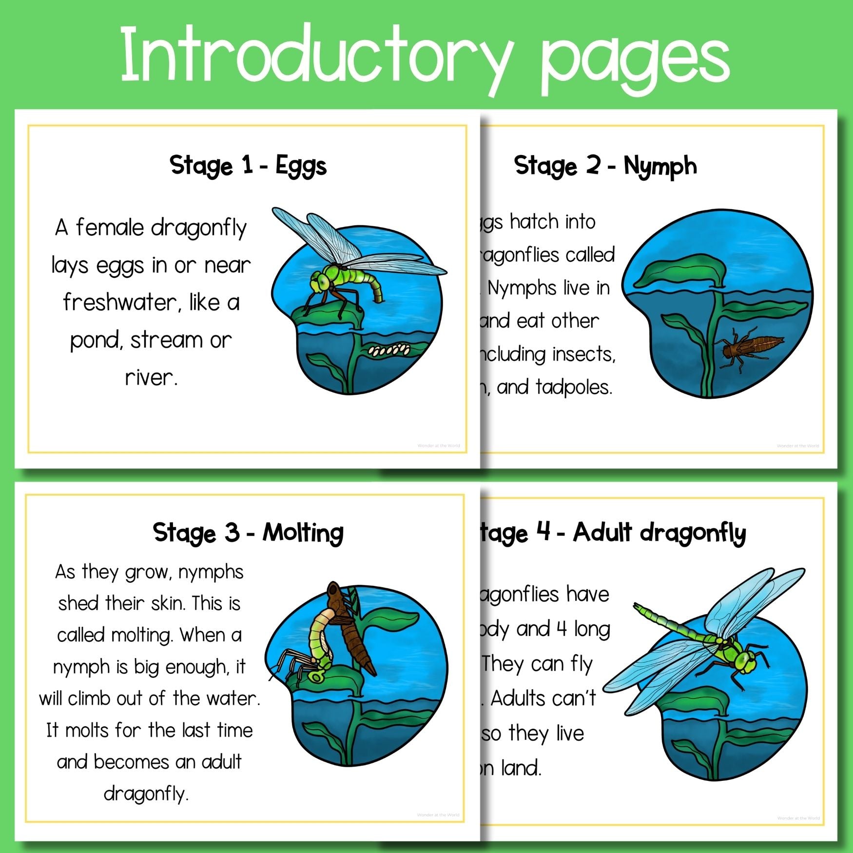Dragonfly life cycle sequence and fold science craft activity