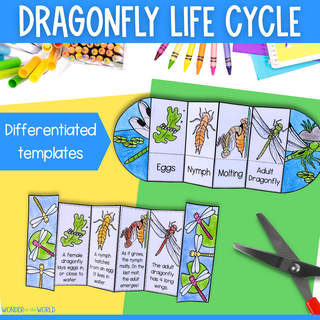 Dragonfly life cycle sequence and fold science craft activity