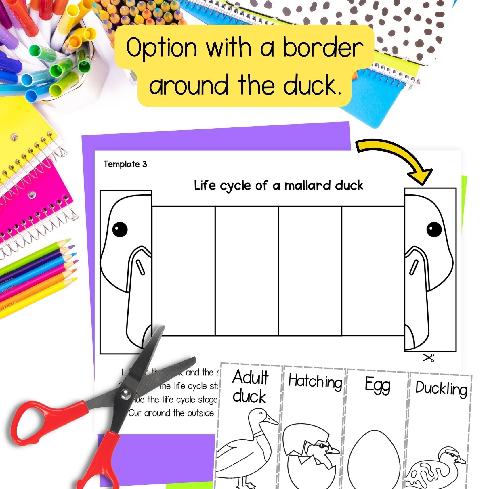 Mallard duck life cycle sequence and fold science craft and labelling