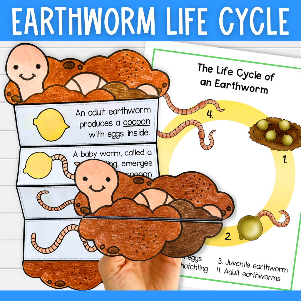 Earthworm life cycle sequence and fold science craft activity