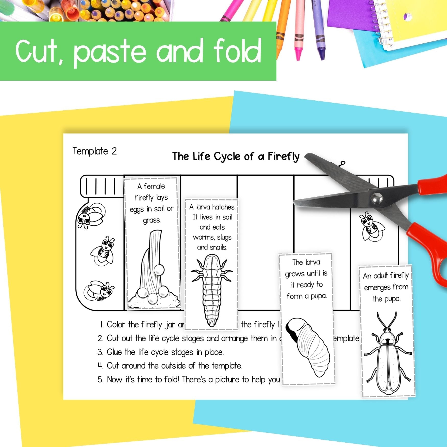 Life cycle of a firefly sequence and fold summer science craft activity