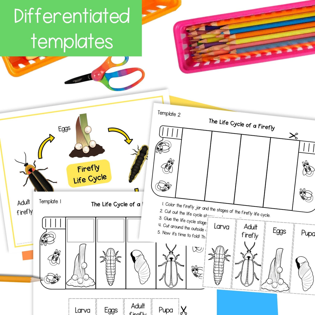 Life cycle of a firefly sequence and fold summer science craft activity