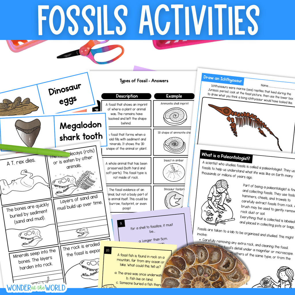 Fossils worksheets, activities, sorting, types of fossil