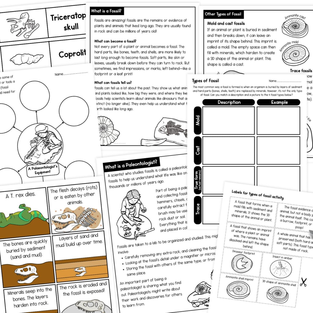 Fossils worksheets, activities, sorting, types of fossil