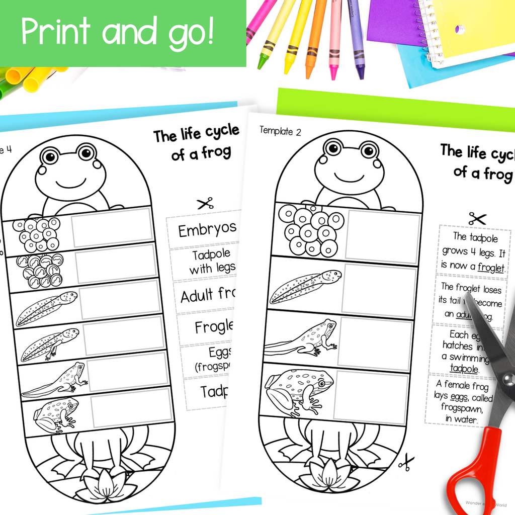 Frog life cycle sequence and fold science craft activity
