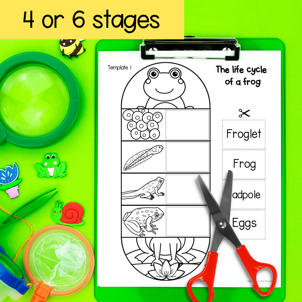 Frog life cycle sequence and fold science craft activity