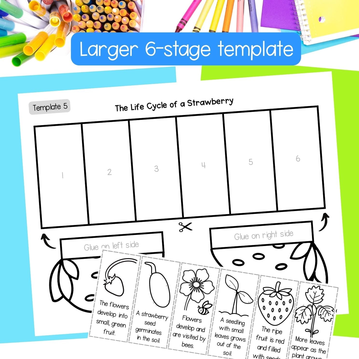 Strawberry plant life cycle sequence and fold sciene craft activity