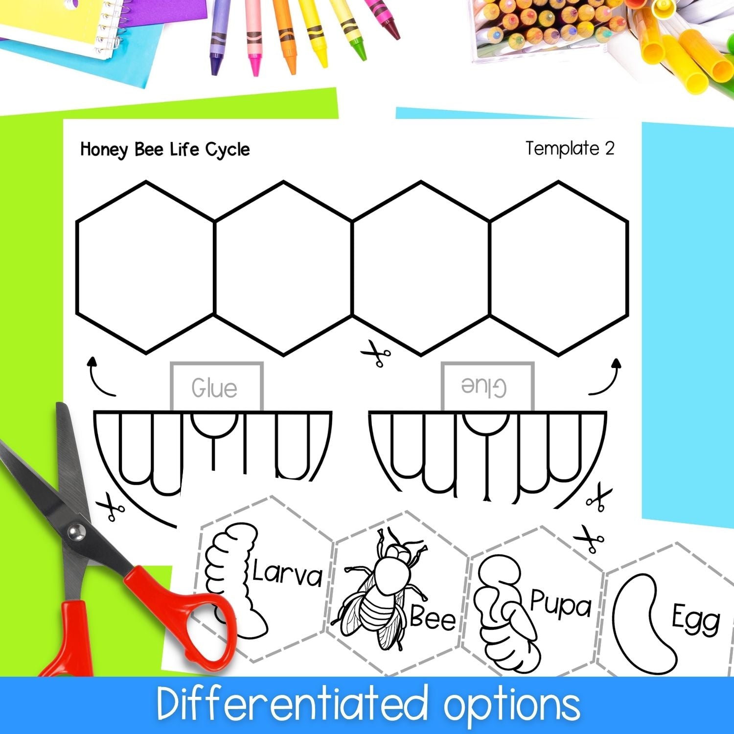 Life cycle of a honey bee sequence and fold science craft activity