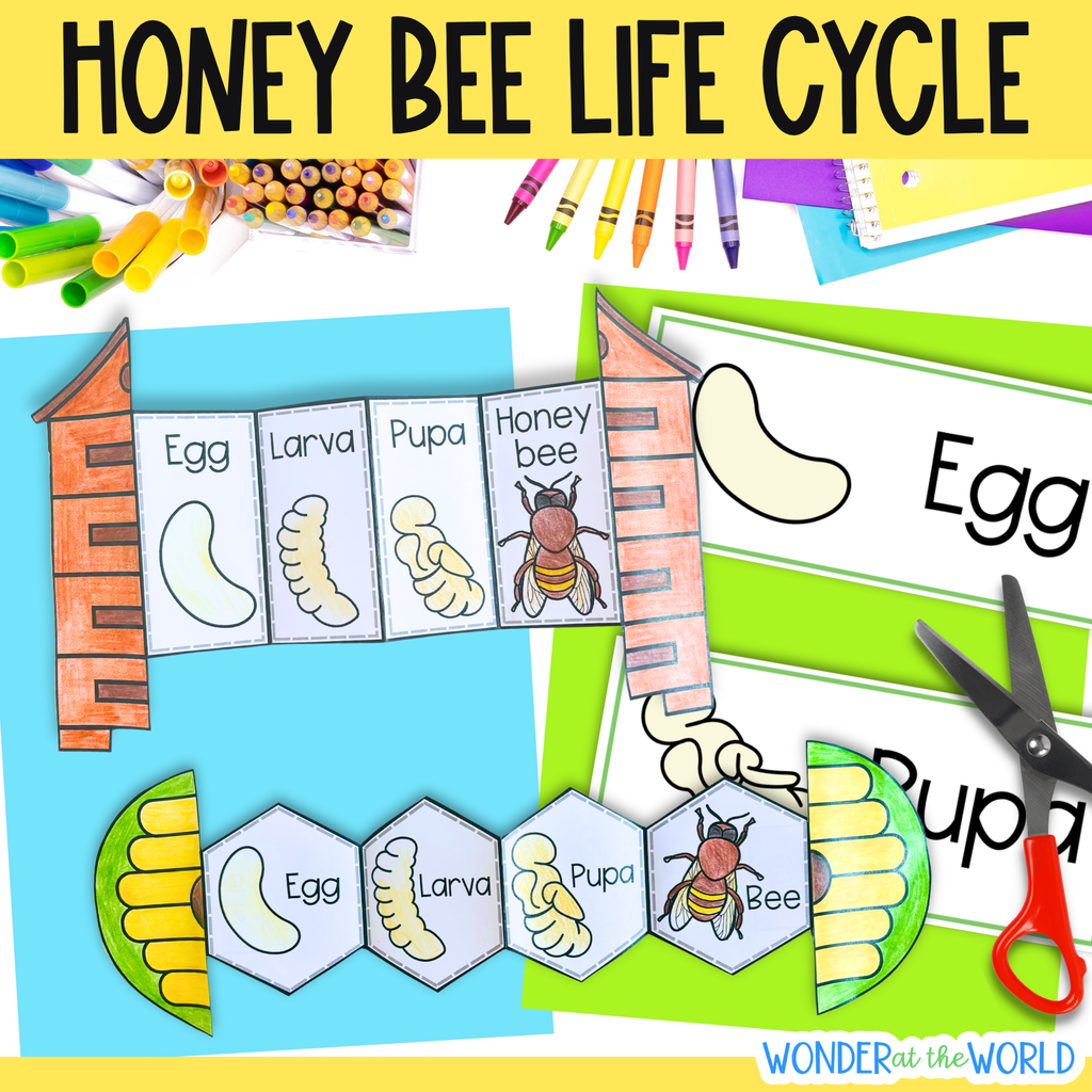 Life cycle of a honey bee sequence and fold science craft activity