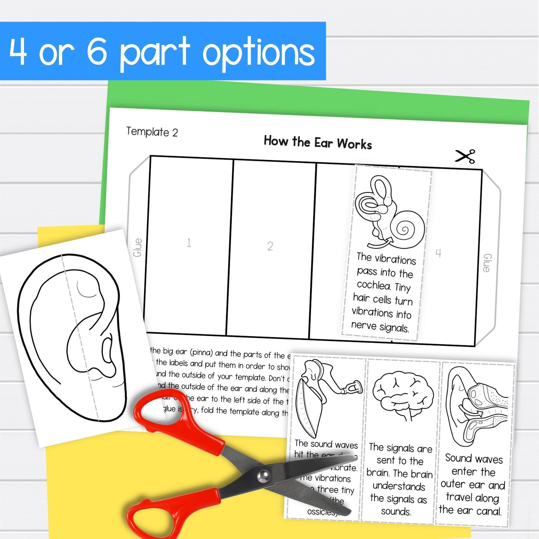 How the human ear works parts of the ear sequence and fold activity cut & paste