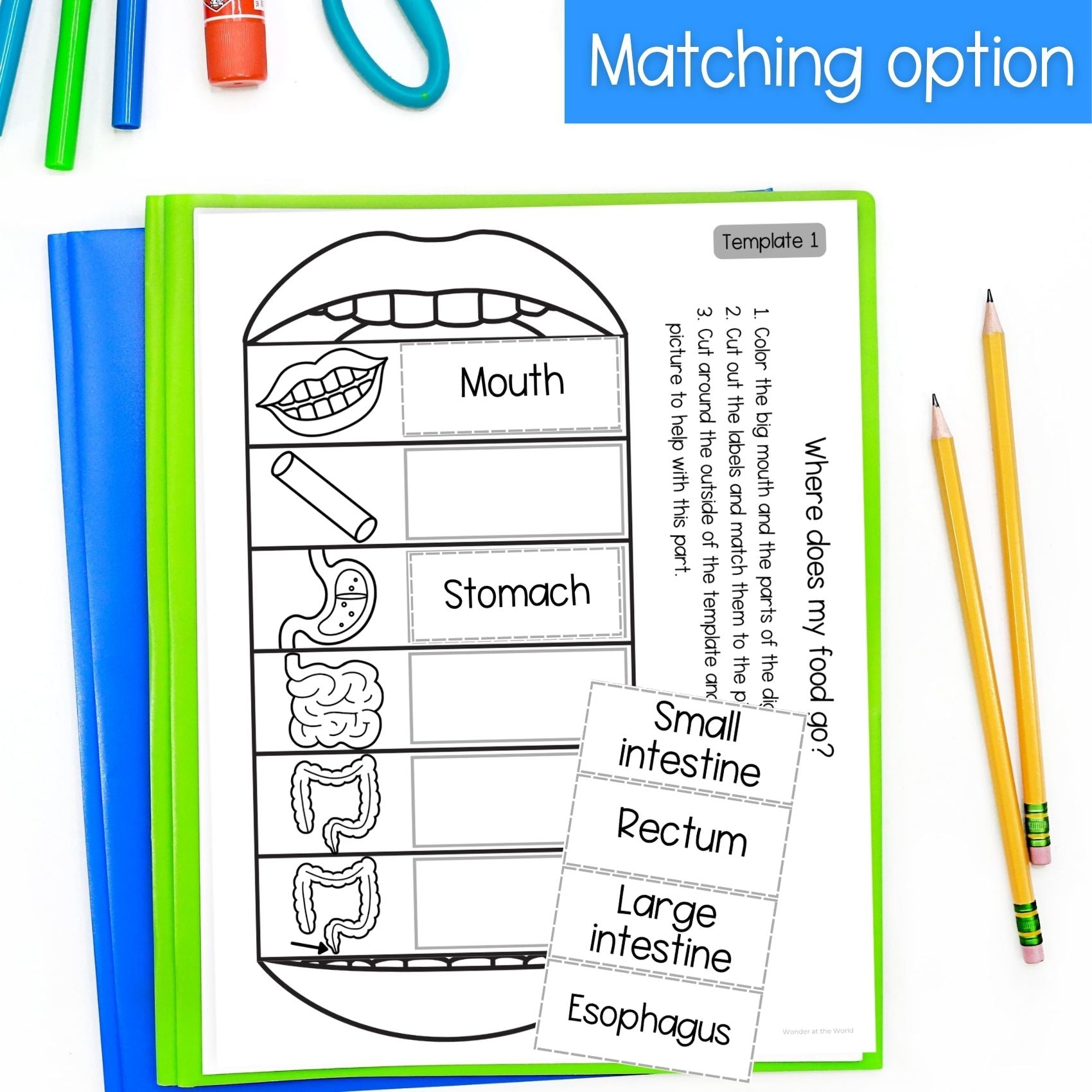 The digestive system sequence and fold science craft activity - mouth