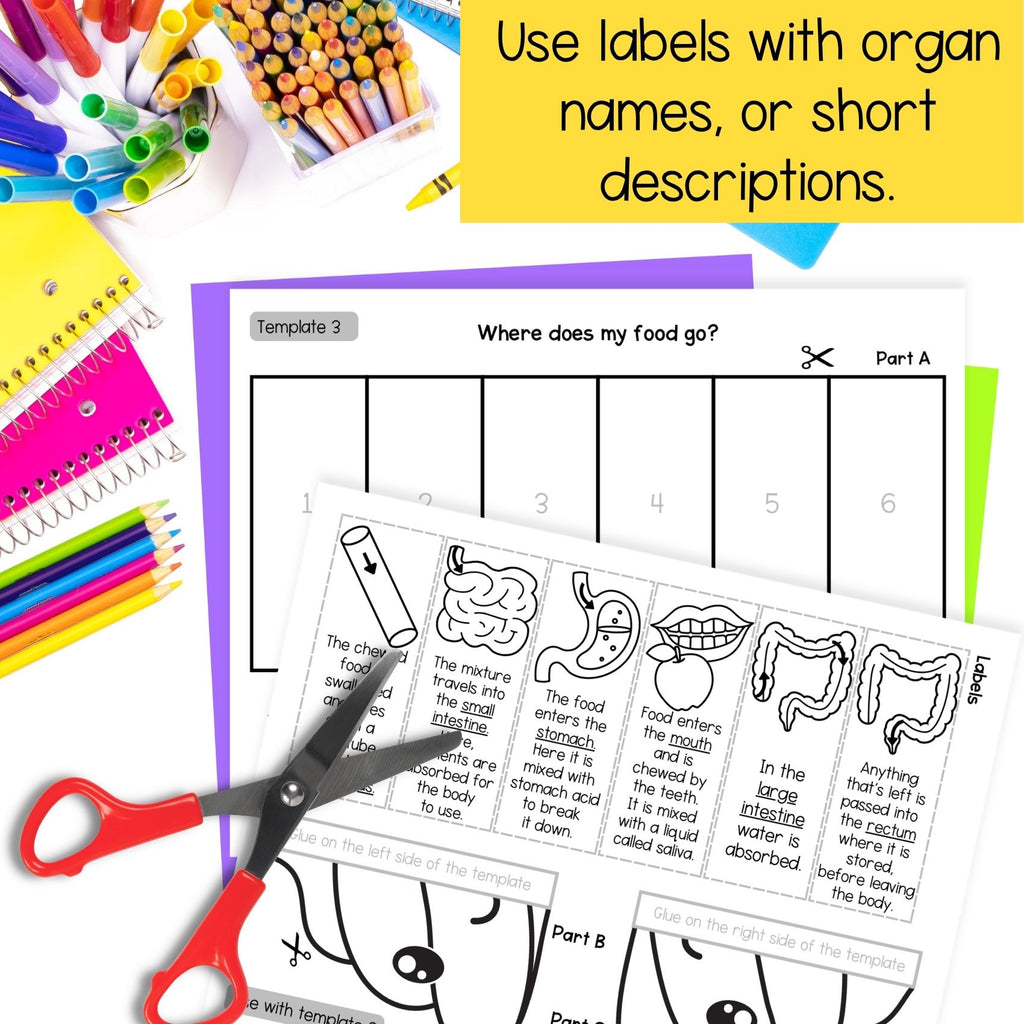 The digestive system sequence and fold science craft activity - poop