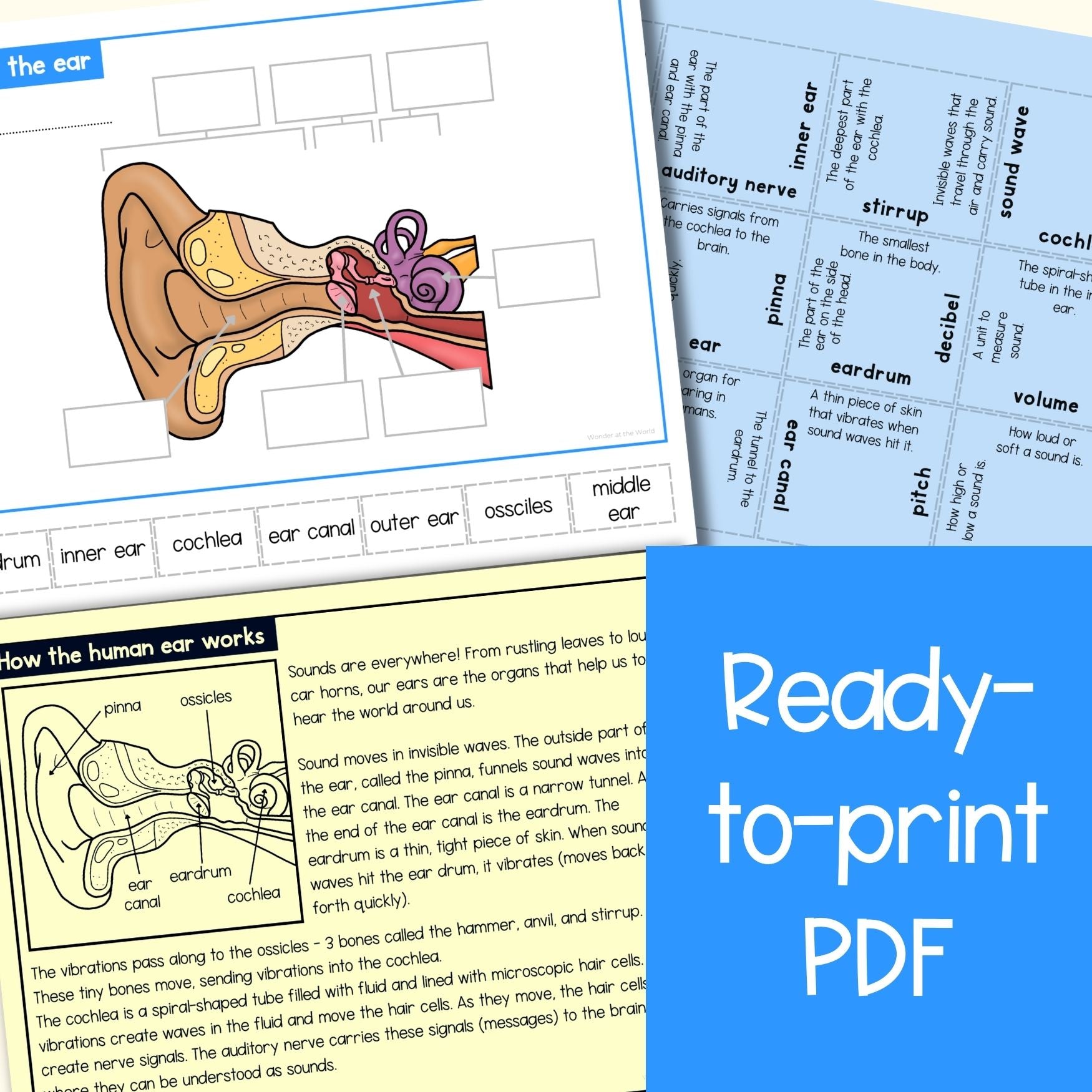 How the human ear works parts of the ear sequence and fold activity cut & paste