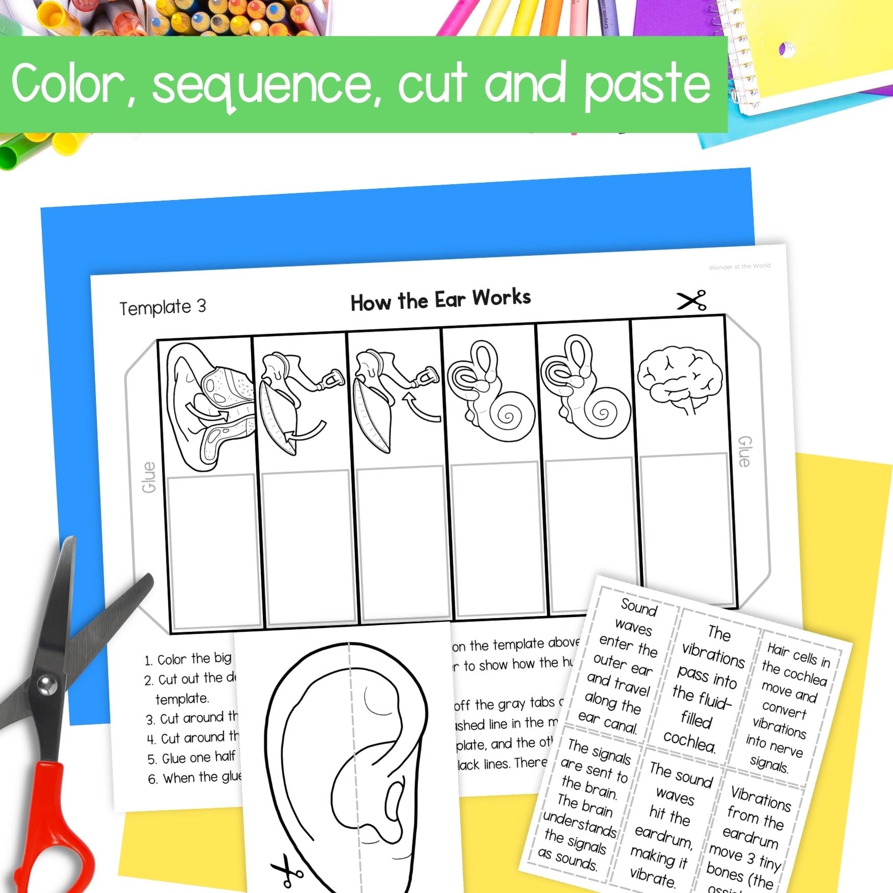 How the human ear works parts of the ear sequence and fold activity cut & paste