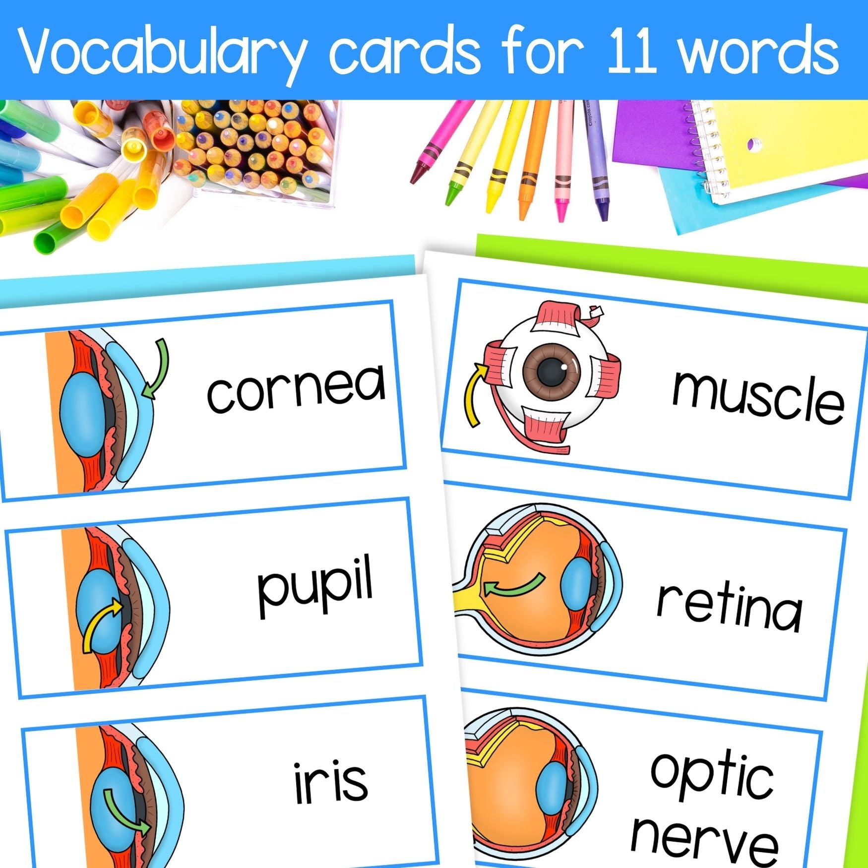 Human eye foldouts & parts of the eye activity for interactive science notebooks