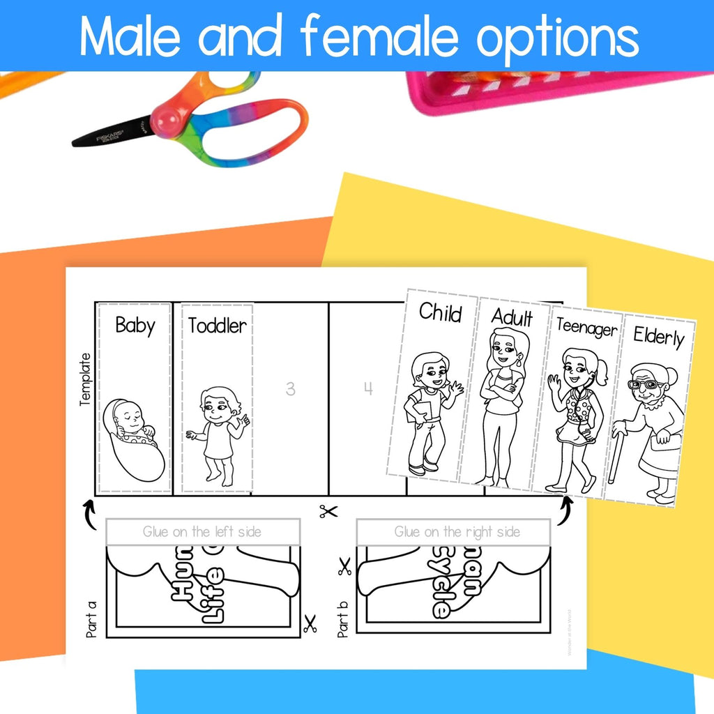 Human life cycle stages of growth development sequencing activity & posters