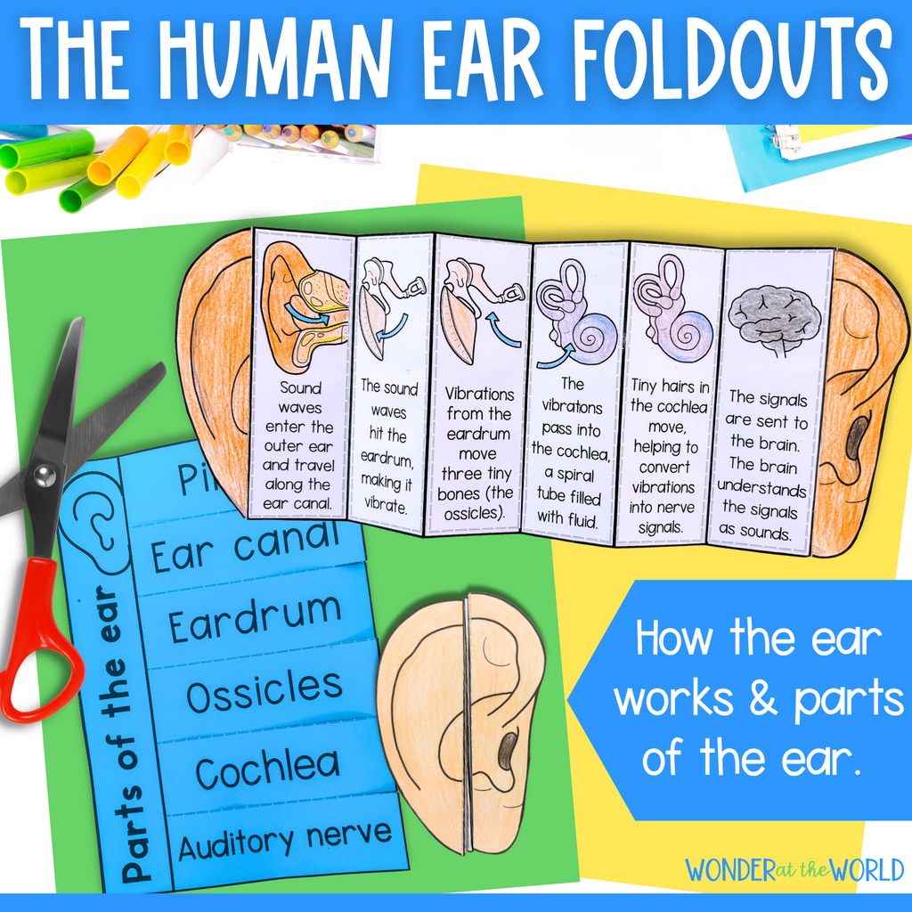 How the human ear works parts of the ear sequence and fold activity cut & paste
