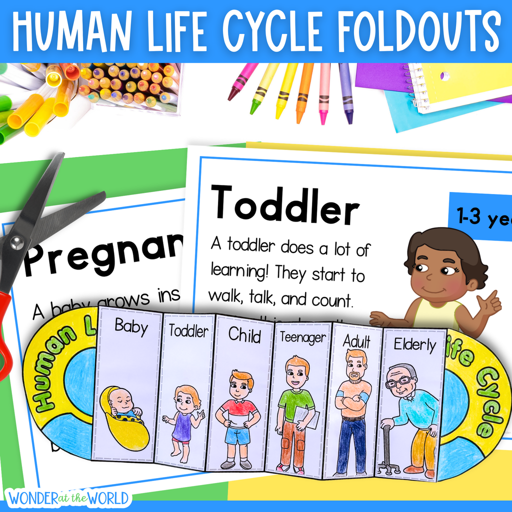 Human life cycle stages of growth development sequencing activity & posters