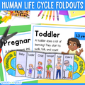 Human life cycle stages of growth development sequencing activity & posters