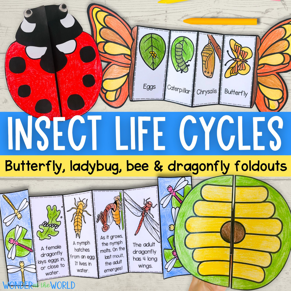 Insect life cycle sequencing crafts bundle - butterfly, ladybug/ladybird, dragonfly, honey bee