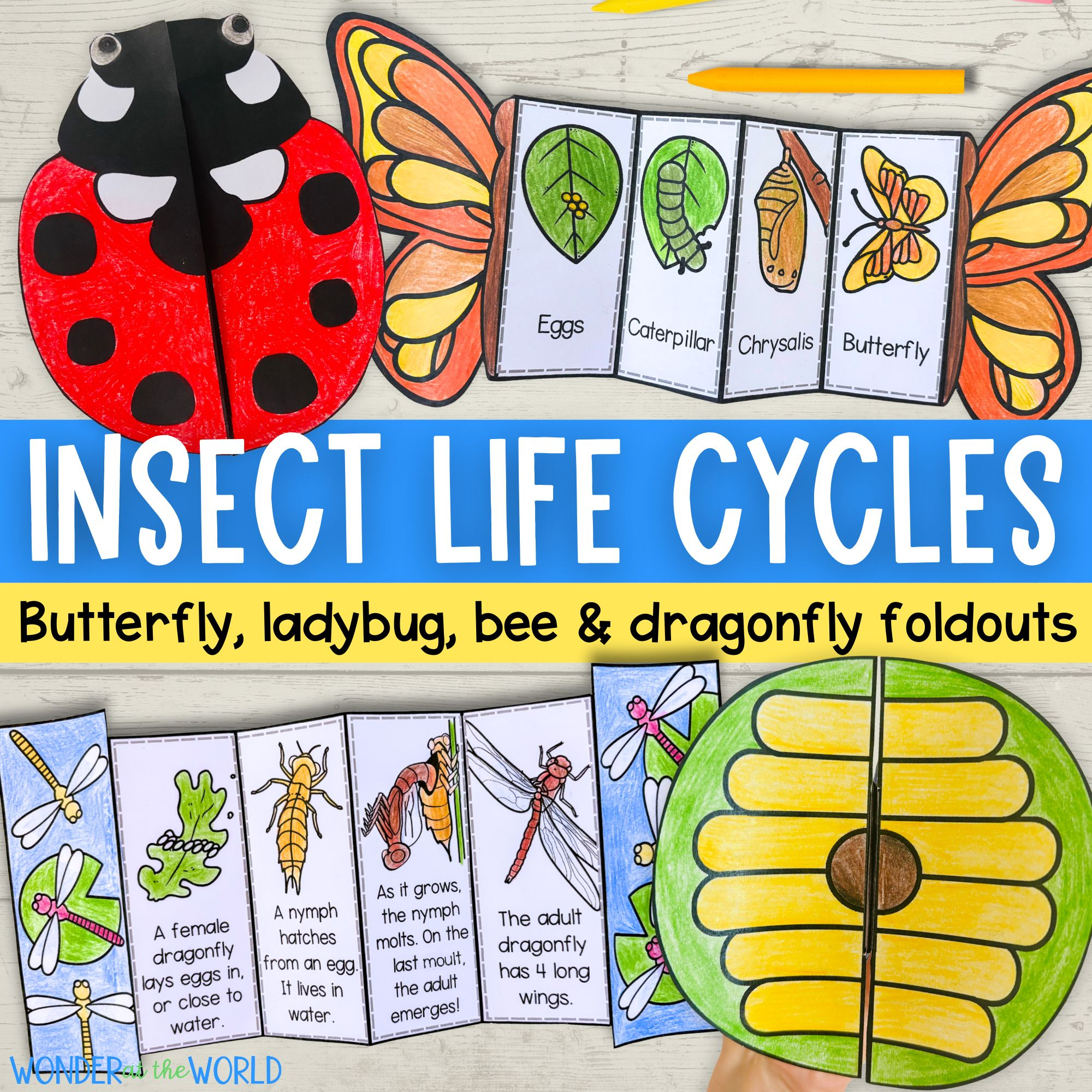 Insect life cycle sequencing crafts bundle - butterfly, ladybug/ladybird, dragonfly, honey bee