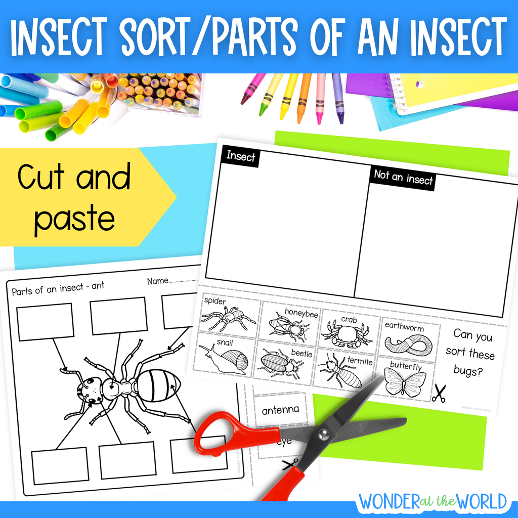 Insect bug sort cut and paste and body parts of an insect