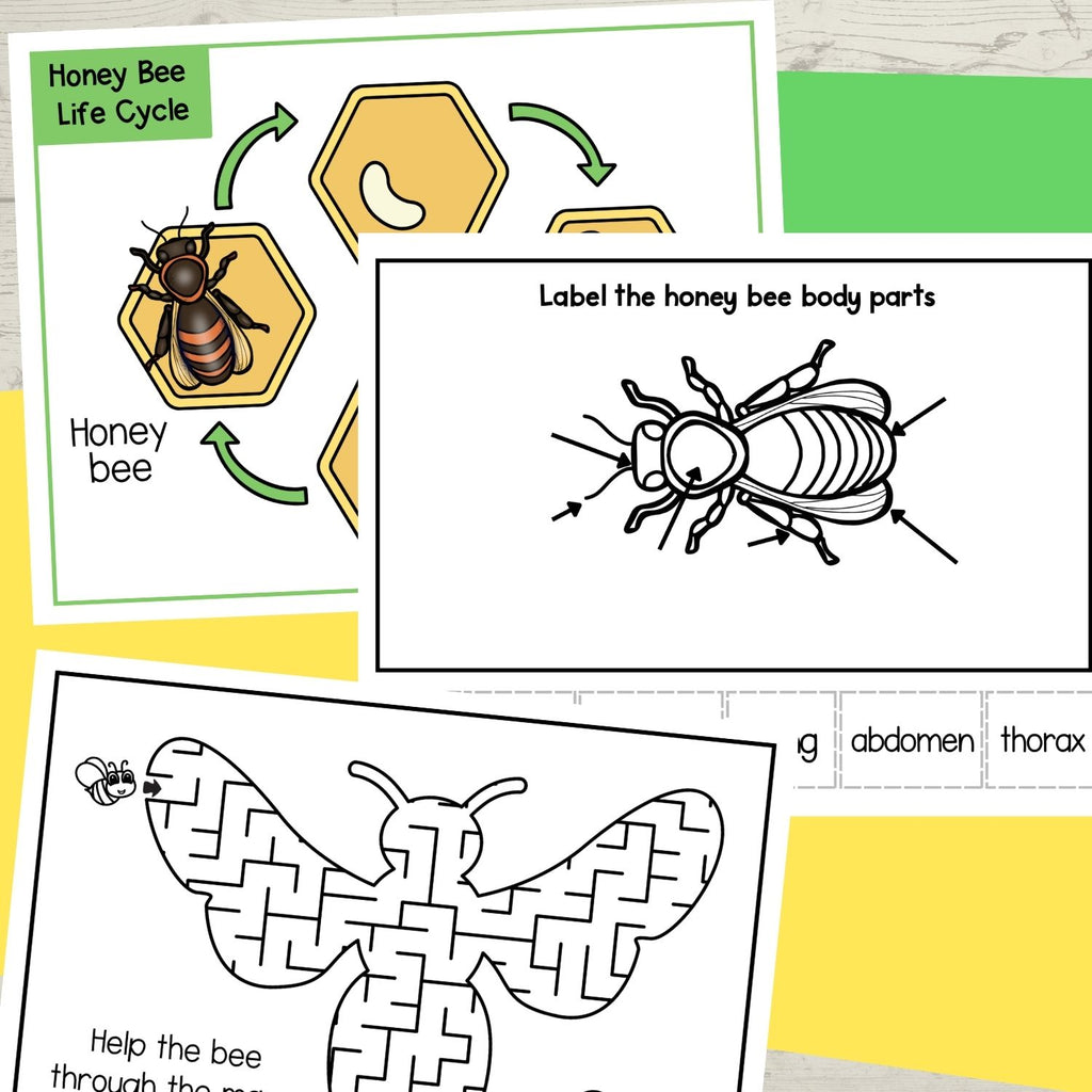 Life cycle of a honey bee sequence and fold science craft activity