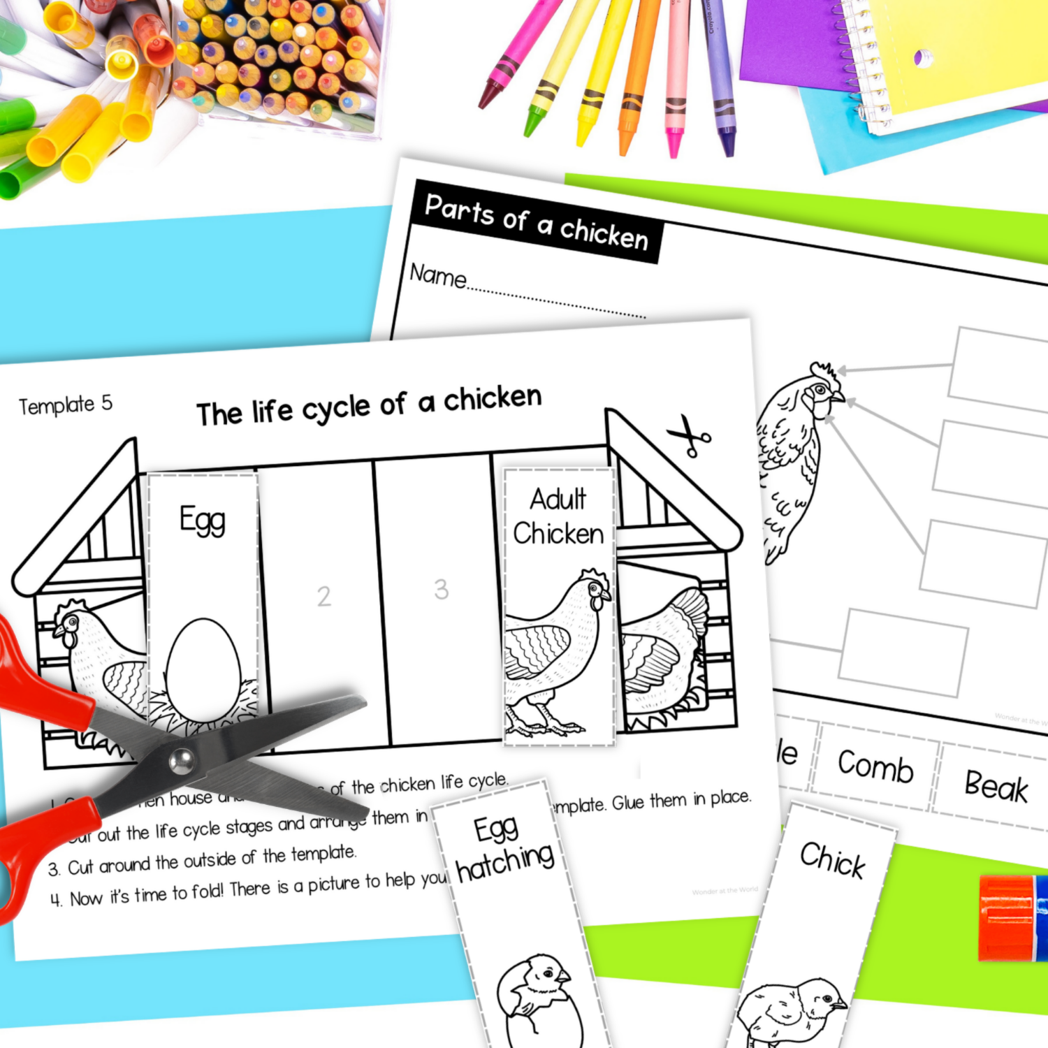 Chicken life cycle sequence and fold science craft activity