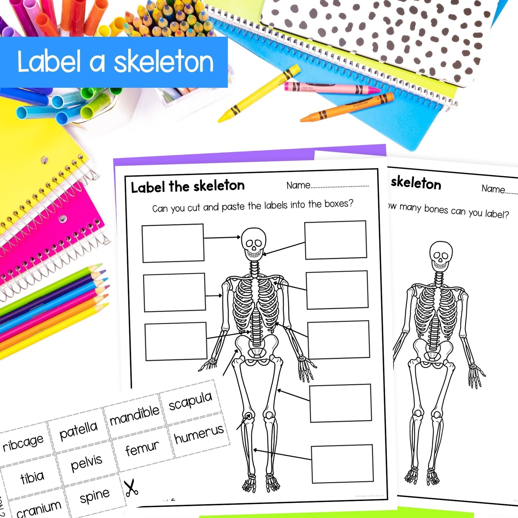 The human skeleton and bones skeletal system slides worksheets activities