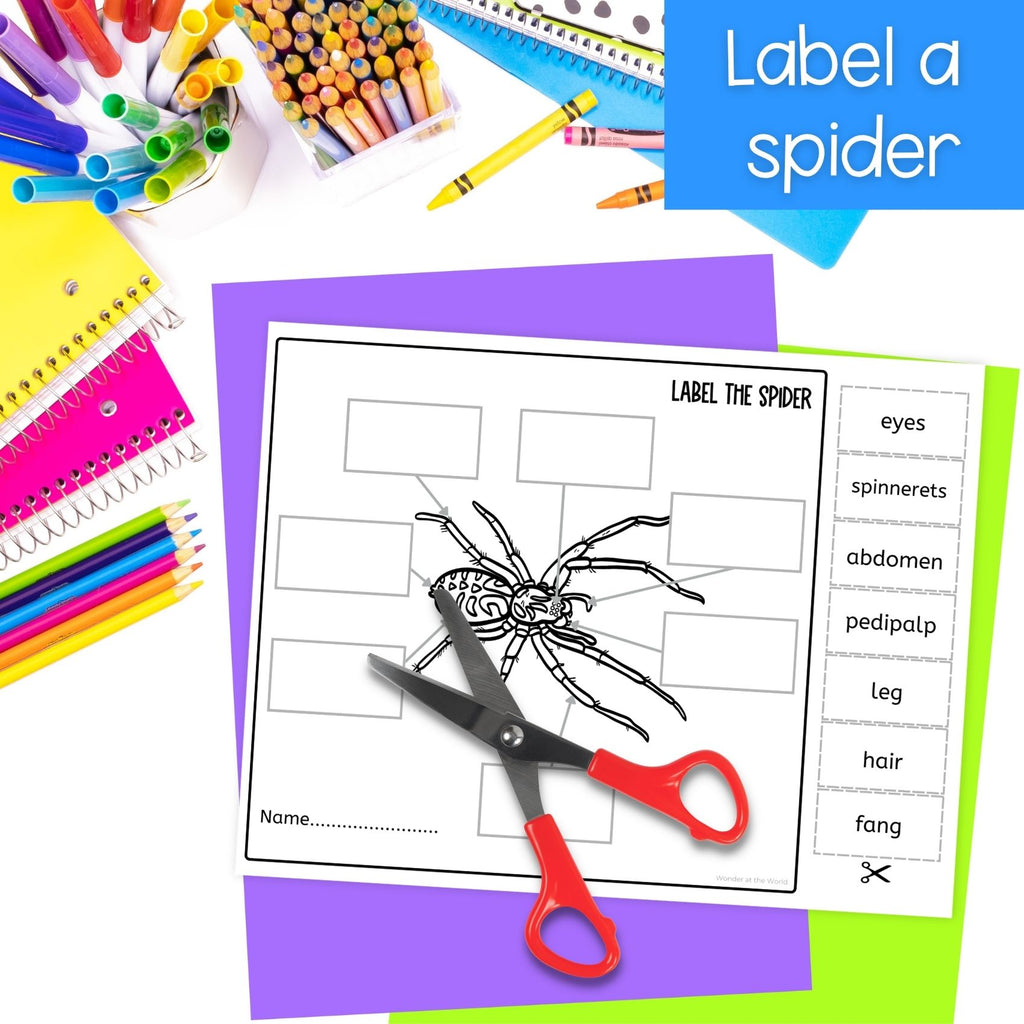 Life cycle of a spider sequence and fold science craft