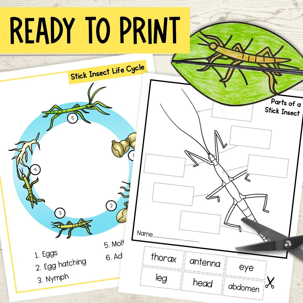 Life cycle of a stick insect sequence and fold science craft