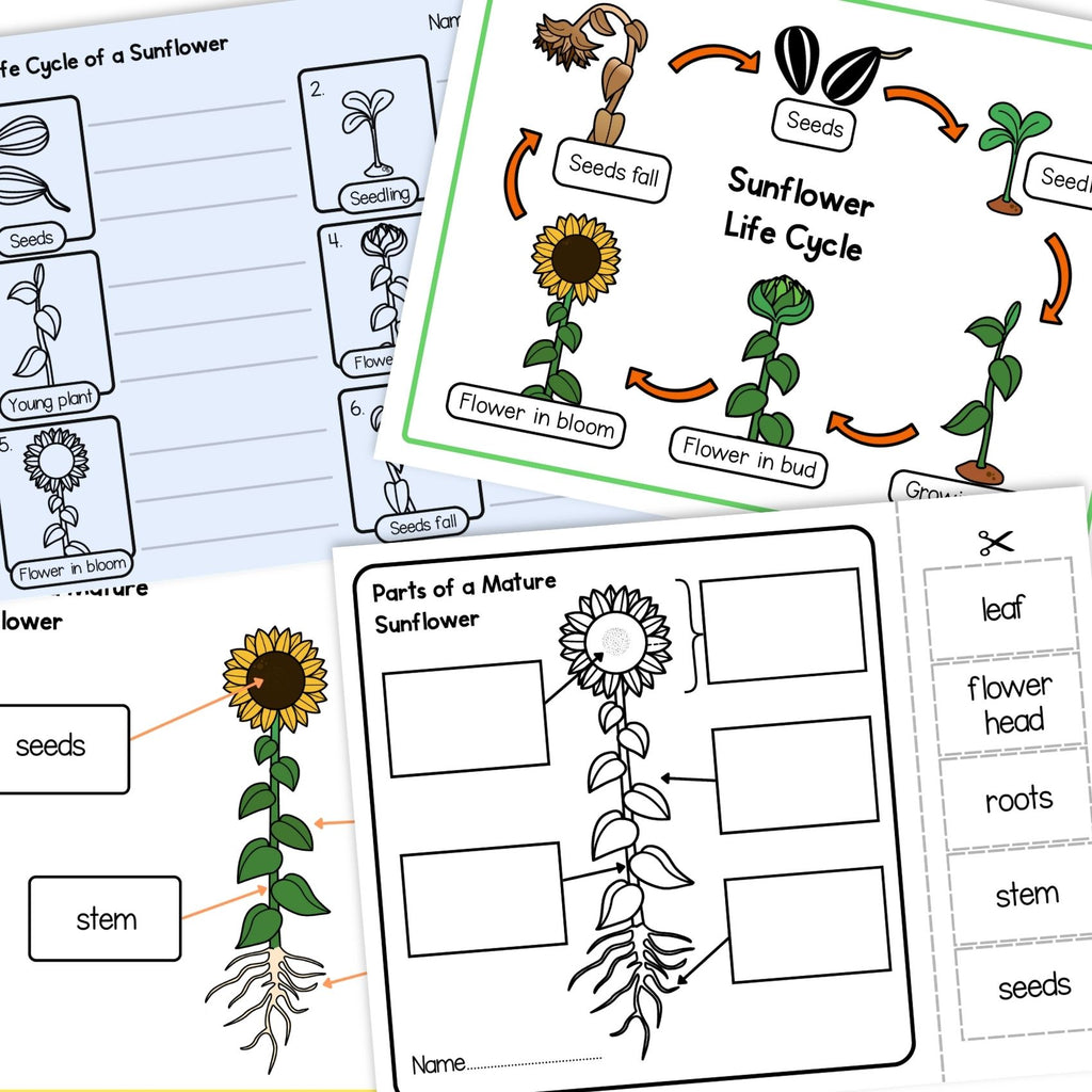 Sunflower life cycle sequence and fold science craft activity