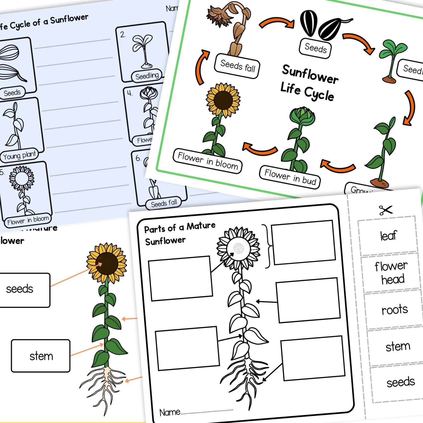 Sunflower life cycle sequence and fold science craft activity