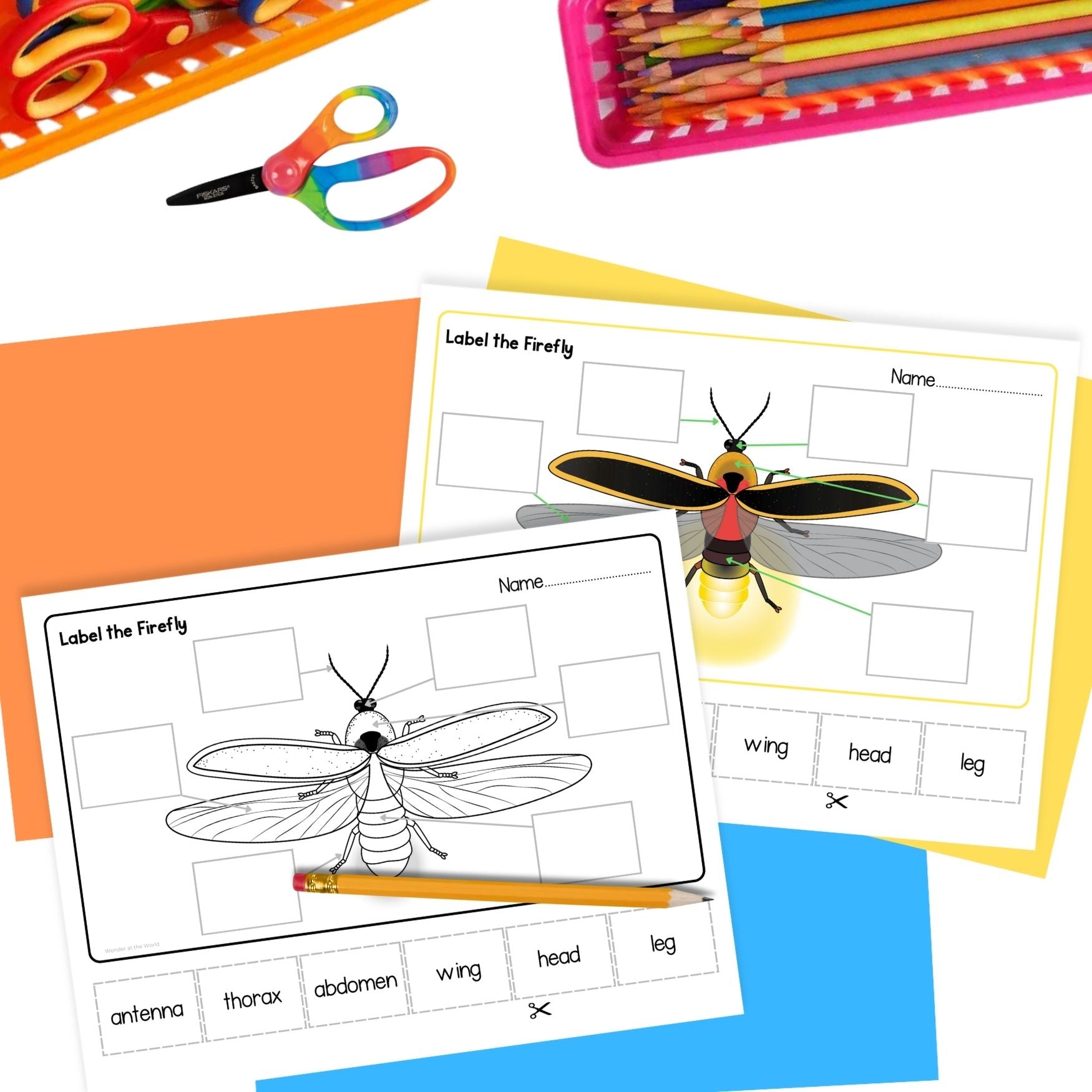 Life cycle of a firefly sequence and fold summer science craft activity