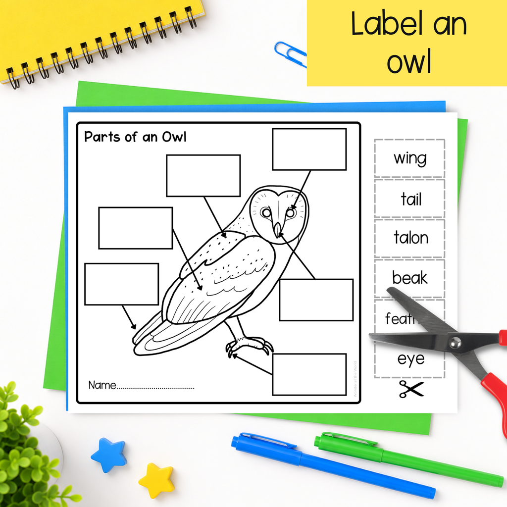 Barn owl life cycle sequence and fold bird science craft activity