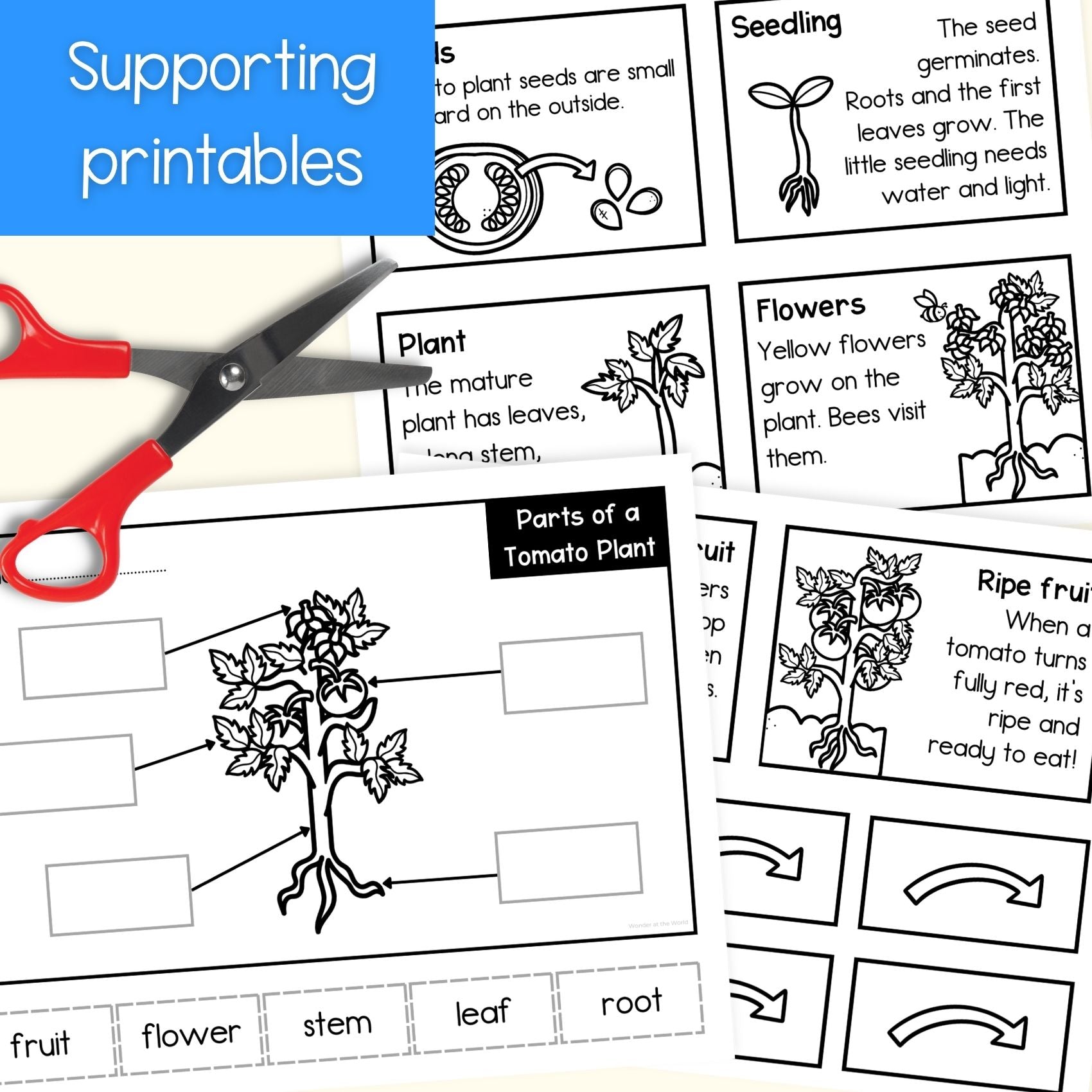 Tomato plant life cycle sequence and fold activity summer cut and paste craft