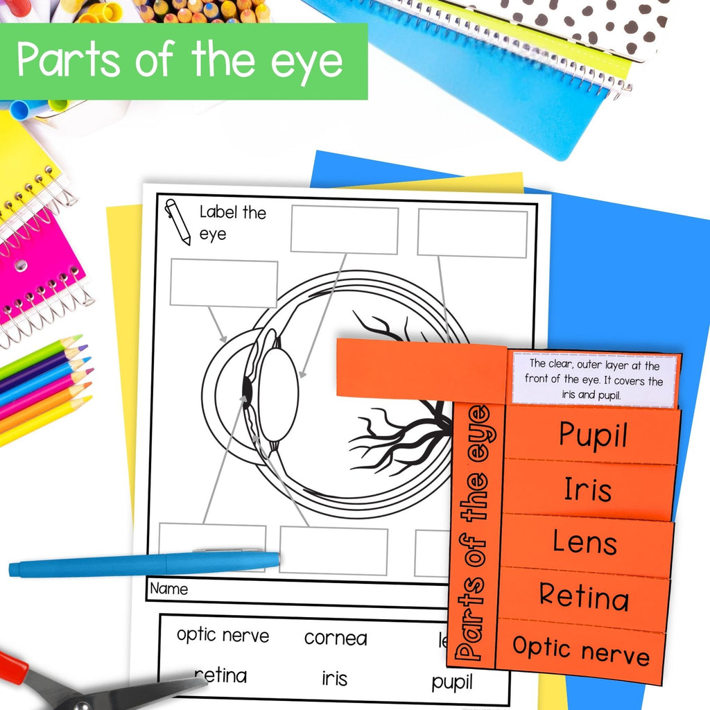 Human eye foldouts & parts of the eye activity for interactive science notebooks