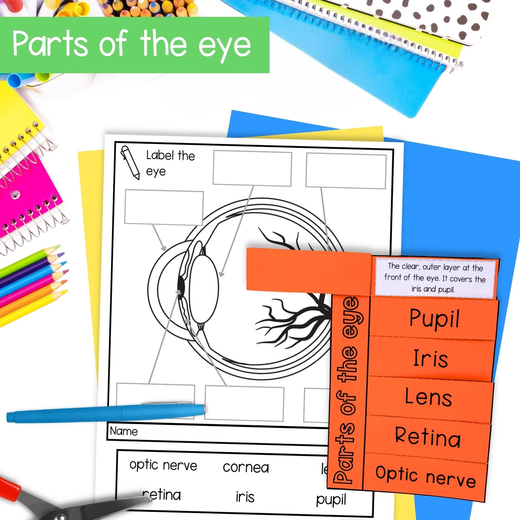 Human eye foldouts & parts of the eye activity for interactive science notebooks