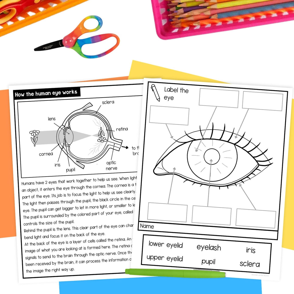Human eye foldouts & parts of the eye activity for interactive science notebooks