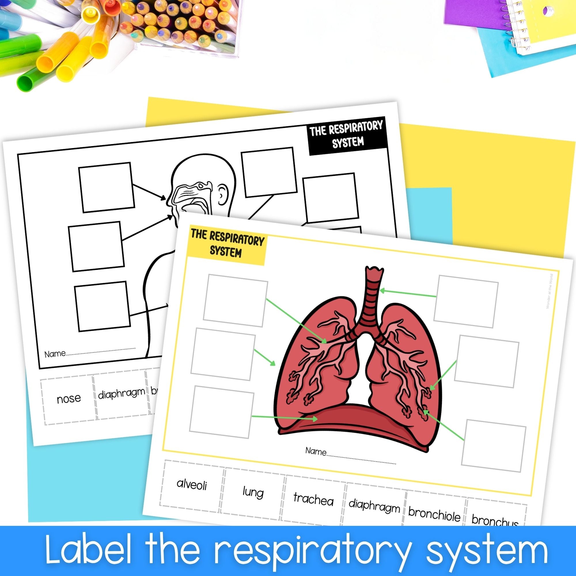 The respiratory system human body cut and paste sequencing activity and labeling