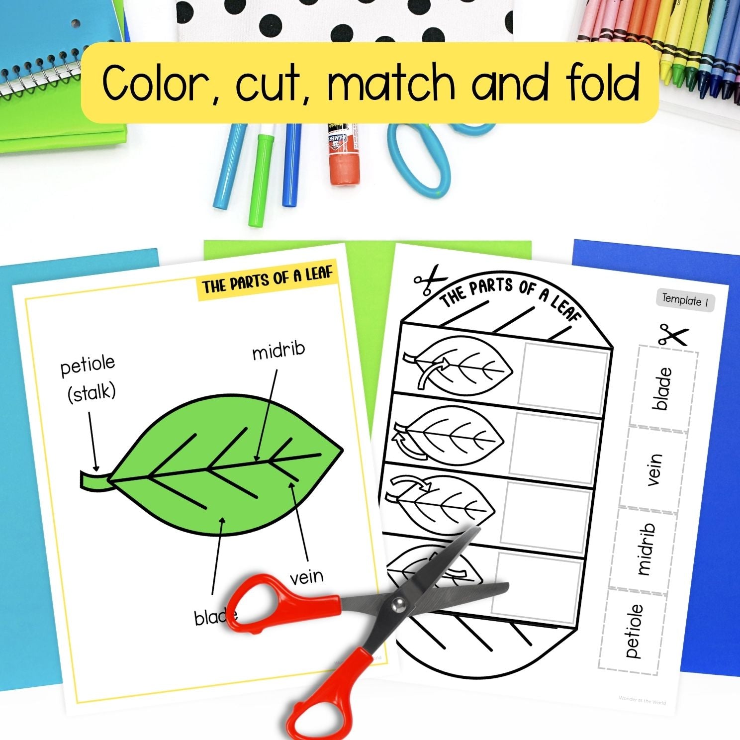 Parts of a leaf cut and paste folding worksheet craft activity