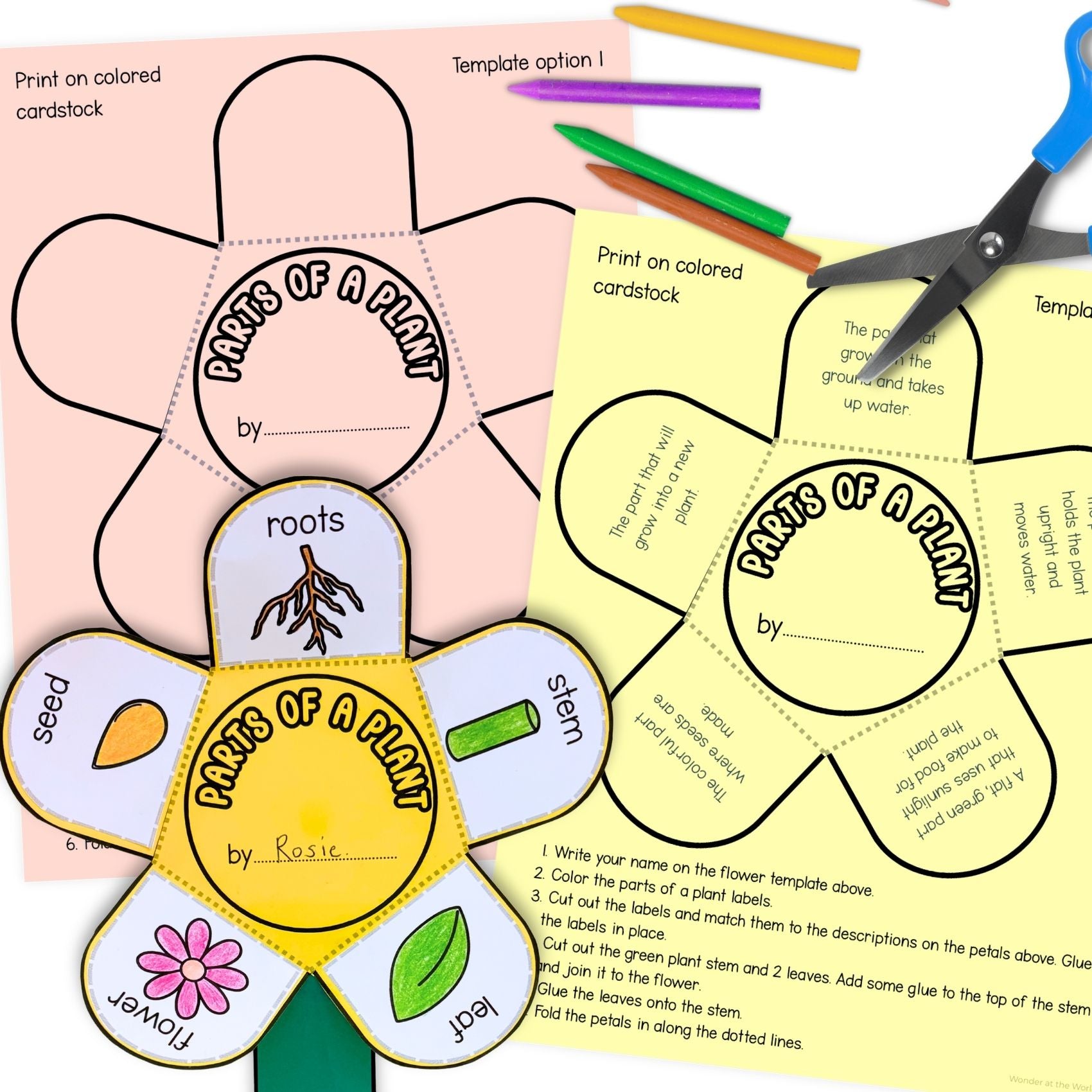 Parts of a plant flower craft activity and worksheet